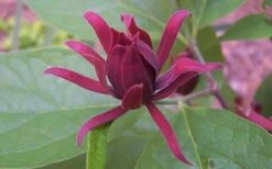 Sweetshrub (Carolina Allspice) - Calycanthus Floridus - 5 Gallon Pot -Wilson Bros Gardens Sweet Shrub 1