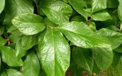 Sweetshrub (Carolina Allspice) - Calycanthus Floridus - 5 Gallon Pot -Wilson Bros Gardens Sweetshrub Leaves 1