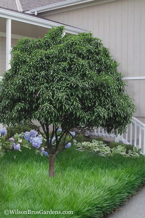 Fudingzhu Fragrant White Tea Olive (Osmanthus Fragrans) - 6 Pack Of 1 Gallon Pots 4 Fudingzhu Fragrant White Tea Olive (Osmanthus Fragrans) - 6 Pack Of 1 Gallon Pots - Image 4