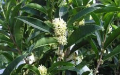 Fudingzhu Fragrant White Tea Olive (Osmanthus Fragrans) - 6 Pack Of 1 Gallon Pots 9 Fudingzhu Fragrant White Tea Olive (Osmanthus Fragrans) - 6 Pack Of 1 Gallon Pots -Wilson Bros Gardens Tea Olive Fudingzhu 7