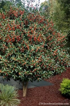 Fragrant Orange Tea Olive - Osmanthus Fragrans Aurantiacus - 7 Gallon Pot (5-6') -Wilson Bros Gardens Tea Olive Orange 1012 1