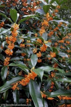 Fragrant Orange Tea Olive - Osmanthus Fragrans Aurantiacus - 5 Gallon Pot -Wilson Bros Gardens Tea Olive Orange 102