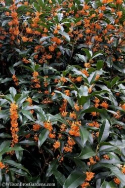Fragrant Orange Tea Olive - Osmanthus Fragrans Aurantiacus - 5 Gallon Pot -Wilson Bros Gardens Tea Olive Orange 103