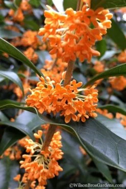 Fragrant Orange Tea Olive - Osmanthus Fragrans Aurantiacus - 5 Gallon Pot -Wilson Bros Gardens Tea Olive Orange 104