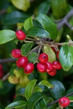 Dwarf Evergreen Snowball Viburnum 'Conoy' - 3 Gallon Pot -Wilson Bros Gardens Viburnum Conoy 4