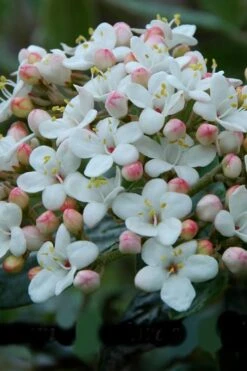Dwarf Evergreen Snowball Viburnum 'Conoy' - 3 Gallon Pot -Wilson Bros Gardens Viburnum Conoy 6