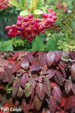 Snow Joey Viburnum - 3 Gallon Pot -Wilson Bros Gardens Viburnum Snow Joey 5