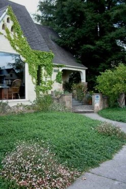 White Evergreen Periwinkle (Vinca Minor 'Alba') - 5 Pack Of Pint Pots -Wilson Bros Gardens Vinca Minor 14