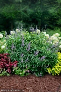 Blue Diddley Dwarf Chaste Tree - Vitex Agnus-castus - 3 Gallon Pot -Wilson Bros Gardens Vitex Blue Diddley 3