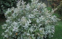 Woodlanders Blue Dusty Zenobia (Honeycup) - 3 Gallon Pot -Wilson Bros Gardens Zenobia Woodlanders Blue 20 1