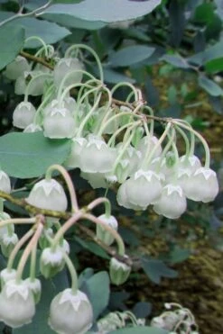 Woodlanders Blue Dusty Zenobia (Honeycup) - 1 Gallon Pot -Wilson Bros Gardens Zenobia Woodlanders Blue 7