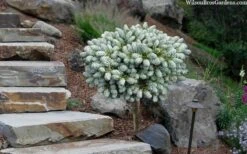 Ice Breaker Korean Fir (Single Trunk Topiary) - 3 Gallon Pot -Wilson Bros Gardens abies koreana kouhouts ice breaker korean fir 2