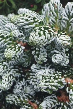 Ice Breaker Korean Fir (Single Trunk Topiary) - 3 Gallon Pot -Wilson Bros Gardens abies koreana kouhouts ice breaker korean fir 3