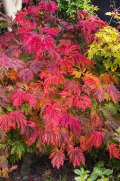 Dancing Peacock Japanese Maple (Acer Japonicum 'Aconitifolium') - 3 Gallon Pot (3-4')