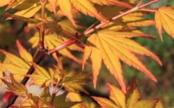 Spring Orange Japanese Maple (Acer Palmatum 'Daidai Haru) - 3 Gallon Pot -Wilson Bros Gardens acer palmatum daidai haru spring orange japanese maple 5