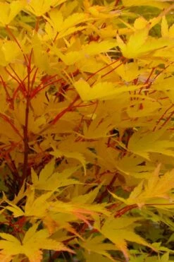 Little Sango' Dwarf Coral Bark Japanese Maple - 5 Gallon Pot 14 Little Sango' Dwarf Coral Bark Japanese Maple - 5 Gallon Pot -Wilson Bros Gardens acer palmatum fhellheim dwarf coral bark japanese maple 6