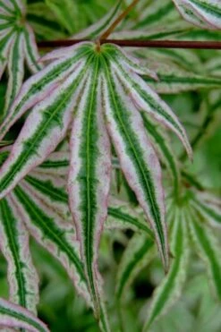 Ikandi Japanese Maple - 3 Gallon Pot (4-5') 17 Ikandi Japanese Maple - 3 Gallon Pot (4-5') -Wilson Bros Gardens acer palmatum ikandi japanese maple 10