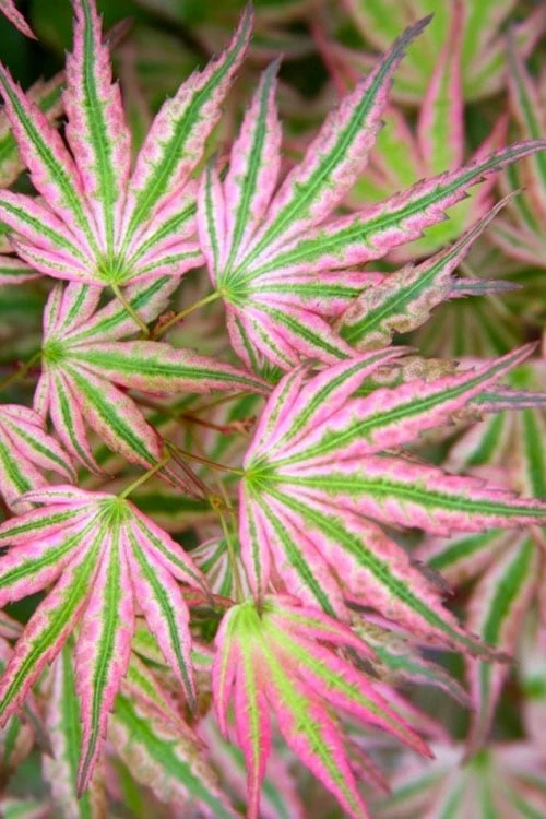 Ikandi Japanese Maple - 3 Gallon Pot (4-5') 1 Ikandi Japanese Maple - 3 Gallon Pot (4-5')