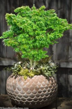 Jade Dragon Dwarf Japanese Maple - 3 Gallon Pot 10 Jade Dragon Dwarf Japanese Maple - 3 Gallon Pot -Wilson Bros Gardens acer palmatum jade dragon japanese maple 2