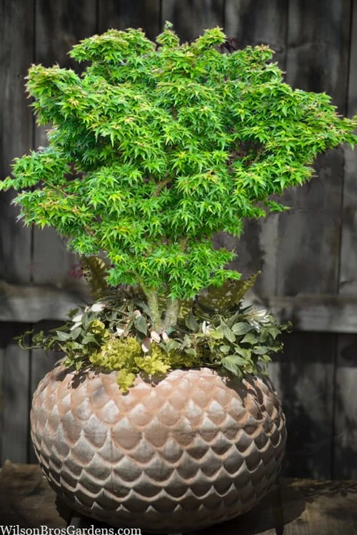 Jade Dragon Dwarf Japanese Maple - 3 Gallon Pot 5 Jade Dragon Dwarf Japanese Maple - 3 Gallon Pot - Image 5