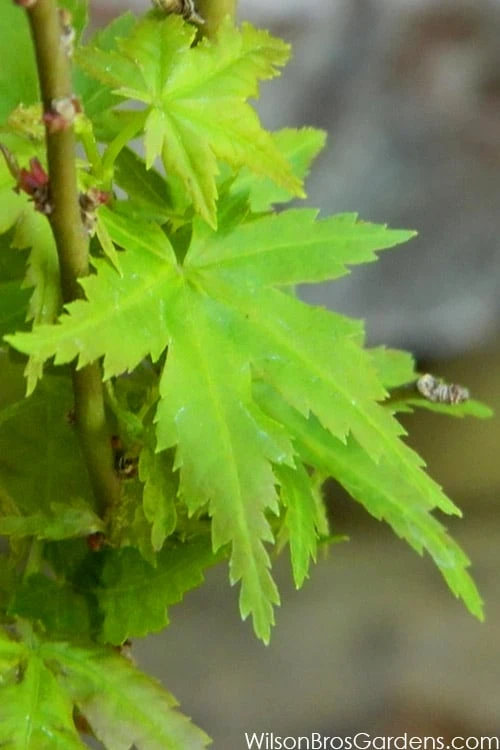 Jade Dragon Dwarf Japanese Maple - 3 Gallon Pot 1 Jade Dragon Dwarf Japanese Maple - 3 Gallon Pot