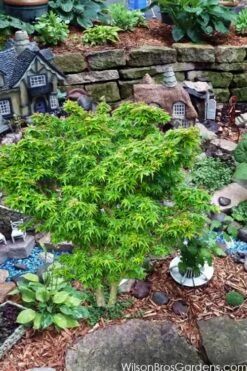 Jade Dragon Dwarf Japanese Maple - 3 Gallon Pot 9 Jade Dragon Dwarf Japanese Maple - 3 Gallon Pot -Wilson Bros Gardens acer palmatum jade dragon japanese maple 5