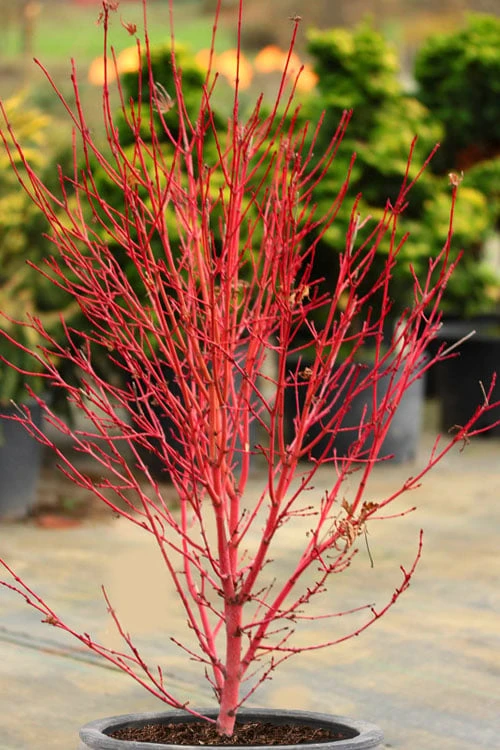 Little Sango' Dwarf Coral Bark Japanese Maple - 5 Gallon Pot 1 Little Sango' Dwarf Coral Bark Japanese Maple - 5 Gallon Pot