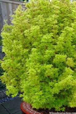 Little Sango' Dwarf Coral Bark Japanese Maple - 5 Gallon Pot 13 Little Sango' Dwarf Coral Bark Japanese Maple - 5 Gallon Pot -Wilson Bros Gardens acer palmatum little sango dwarf coral bark maple 1
