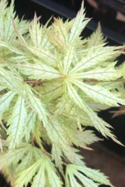 Sister Ghost Japanese Maple - 3 Gallon Pot (4-5') -Wilson Bros Gardens acer palmatum sister ghost japanese maple 12