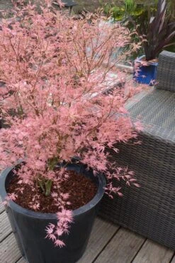 Taylor Pink Japanese Maple - 3 Gallon Pot