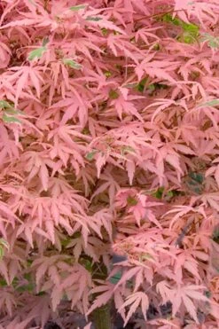 Taylor Pink Japanese Maple - 3 Gallon Pot -Wilson Bros Gardens acer palmatum taylors pink japanese maple 7