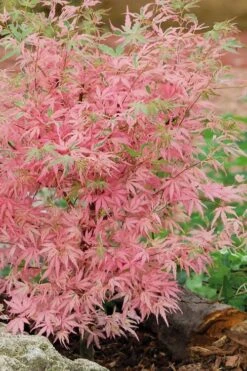 Taylor Pink Japanese Maple - 1 Gallon Pot -Wilson Bros Gardens acer palmatum taylors pink japanese maple 8 1