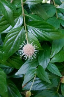 Adina Rubella Buttonbush - 3 Gallon Pot -Wilson Bros Gardens adina rubella chinese buttonbush 2