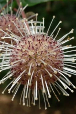 Adina Rubella Buttonbush - 3 Gallon Pot -Wilson Bros Gardens adina rubella chinese buttonbush 4