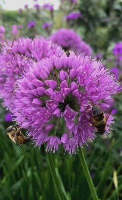 Millenium Allium (Ornamental Onion) - 6 Pack Of 1 Gallon Pots -Wilson Bros Gardens allium millenium 10