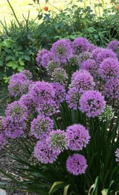 Millenium Allium (Ornamental Onion) - 6 Pack Of 1 Gallon Pots -Wilson Bros Gardens allium millenium 2