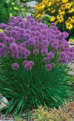 Millenium Allium (Ornamental Onion) - 6 Pack Of 1 Gallon Pots -Wilson Bros Gardens allium millenium 3