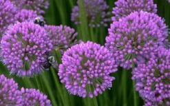 Millenium Allium (Ornamental Onion) - 6 Pack Of 1 Gallon Pots -Wilson Bros Gardens allium millenium 5