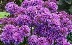 Millenium Allium (Ornamental Onion) - 6 Pack Of 1 Gallon Pots -Wilson Bros Gardens allium millenium 9