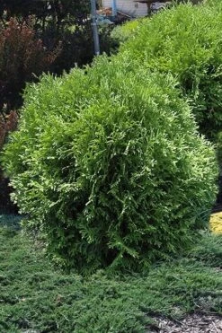 Tom Thumb Dwarf Globe Arborvitae - 1 Gallon Pot -Wilson Bros Gardens arborvitae thom thumb 11