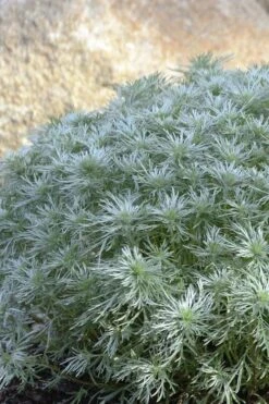 Silver Mound Artemisia - 1 Gallon Pot -Wilson Bros Gardens artemisia schmidtiana silver mound 4