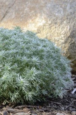 Silver Mound Artemisia - 1 Gallon Pot -Wilson Bros Gardens artemisia schmidtiana silver mound 5