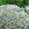 Silver Mound Artemisia - 1 Gallon Pot