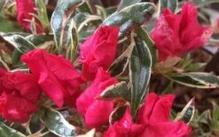 Arctic Rose Azalea - 3 Gallon Pot 10 Arctic Rose Azalea - 3 Gallon Pot -Wilson Bros Gardens azalea arctic rose 4