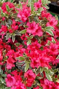 Arctic Rose Azalea - 3 Gallon Pot 9 Arctic Rose Azalea - 3 Gallon Pot -Wilson Bros Gardens azalea arctic rose 5