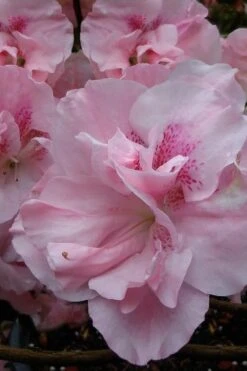 Nancy Of Robin Hill Azalea - 2 Gallon Pot -Wilson Bros Gardens azalea nancy at robin hill 1