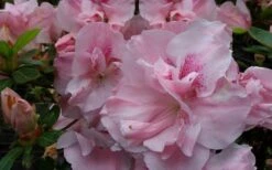Nancy Of Robin Hill Azalea - 2 Gallon Pot -Wilson Bros Gardens azalea nancy of robin hill 3
