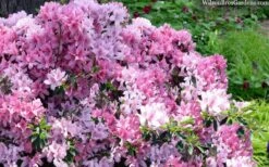 Northlake Beauty Azalea - 3 Gallon Pot 7 Northlake Beauty Azalea - 3 Gallon Pot -Wilson Bros Gardens azalea northlake beauty 13
