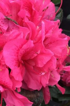 Perfecto Mundo Double Dark Pink Reblooming Azalea - 2 Gallon Pot 7 Perfecto Mundo Double Dark Pink Reblooming Azalea - 2 Gallon Pot -Wilson Bros Gardens azalea perfecto mundo double dark pink 1