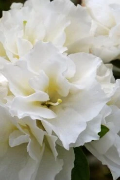 Perfecto Mundo Double White Reblooming Azalea - 3 Gallon Pot -Wilson Bros Gardens azalea perfecto mundo double white 6